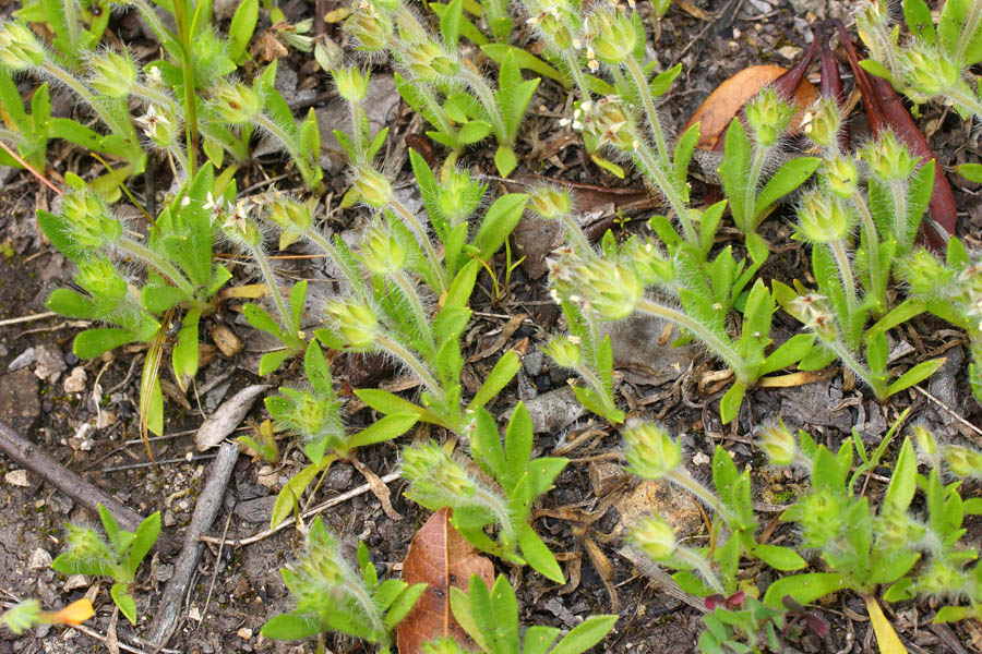 Pianta lillipuziana - Plantago bellardi